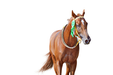 Portrait of a horse winner in the competition with a beautiful rosette on the bridle. Thoroughbred...