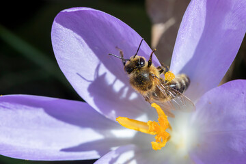 bee searching for pollen in a crocus plant