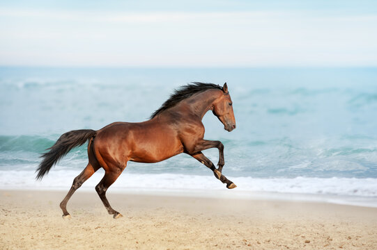 Beautiful brown horse galloping along the shore of the sea on a summer day. Stallion with long mane jumping on background of ocean