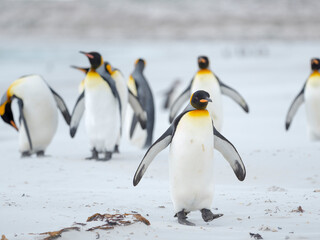 King Penguin on Falkland Islands.