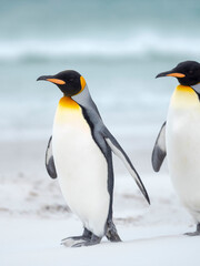 Obraz na płótnie Canvas King Penguin on Falkland Islands.