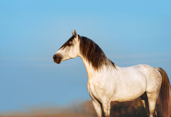 Obraz na płótnie Canvas Beautiful white stallion poses on the blue sky background. A horse with a black mane close-up in profile