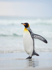 Naklejka premium King Penguin on Falkland Islands.