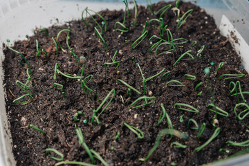 Small shoots of seeds sprouted in the box.