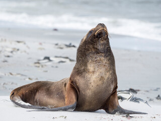 Fototapeta premium Young South American sea lion bull on sandy beach, Falkland Islands.