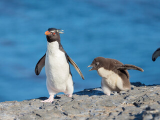 Obraz premium Chick with adult on Bleaker Island. Rockhopper Penguin, subspecies Southern Rockhopper Penguin, Falkland Islands.