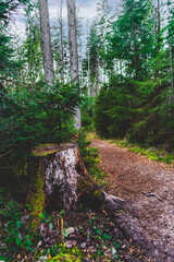 Fototapeta premium Eibenwald