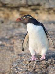 Rockhopper Penguin, subspecies Southern Rockhopper Penguin, Falkland Islands.