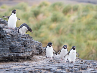 Obraz premium Rockhopper Penguin climbing through a steep and rocky cliff, subspecies Southern Rockhopper Penguin, Falkland Islands.