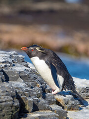 Naklejka premium Rockhopper Penguin climbing through a steep and rocky cliff, subspecies Southern Rockhopper Penguin, Falkland Islands.