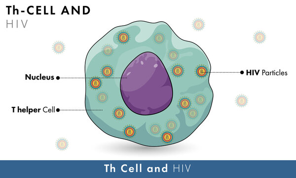 HIV Infected T Helper Cell.