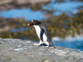 Obraz premium Rockhopper Penguin climbing through a steep and rocky cliff, subspecies Southern Rockhopper Penguin, Falkland Islands.