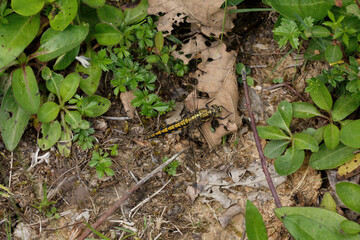 A Dragonfly resting on the ground.