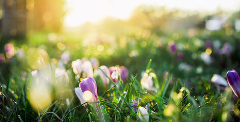 Purple and white crocus flowers in green grass, awakening in spring in warm gold rays of sunlight,...