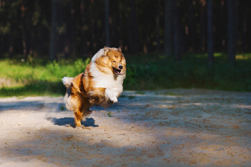 Collie dog running happily in a beam of light on a dark background.