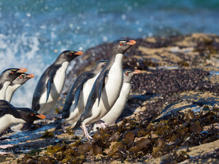 Fototapeta premium Coming ashore at a rocky coastline on Saunders Island. Rockhopper Penguin, subspecies Southern Rockhopper Penguin, Falkland Islands.
