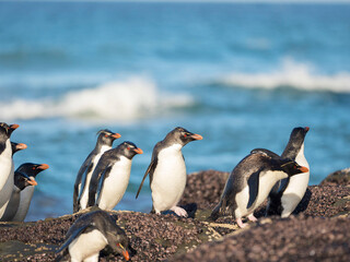 Naklejka premium Coming ashore at a rocky coastline on Saunders Island. Rockhopper Penguin, subspecies Southern Rockhopper Penguin, Falkland Islands.