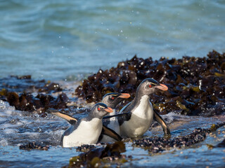 Coming ashore at a rocky coastline on Saunders Island. Rockhopper Penguin, subspecies Southern...