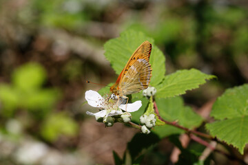 A Silver-washed Fritillary nectaring on Bramble flower.