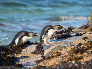 Fototapeta premium Coming ashore at a rocky coastline on Saunders Island. Rockhopper Penguin, subspecies Southern Rockhopper Penguin, Falkland Islands.