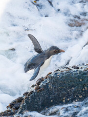 Coming ashore and climbing a steep cliff on Bleaker Island. Rockhopper Penguin, subspecies Southern Rockhopper Penguin, Falkland Islands.