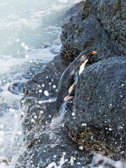 Obraz premium Coming ashore and climbing a steep cliff on Bleaker Island. Rockhopper Penguin, subspecies Southern Rockhopper Penguin, Falkland Islands.