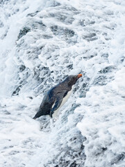 Fototapeta premium Coming ashore and climbing a steep cliff on Bleaker Island. Rockhopper Penguin, subspecies Southern Rockhopper Penguin, Falkland Islands.