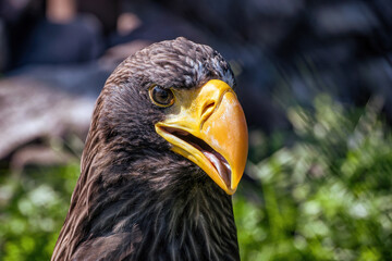 A big eagle with yellow beak on the background of green grass.
