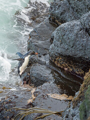 Coming ashore and climbing a steep cliff on Bleaker Island. Rockhopper Penguin, subspecies Southern Rockhopper Penguin, Falkland Islands.