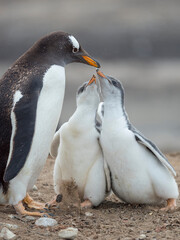 Feeding of chick. Gentoo penguin on the Falkland Islands.