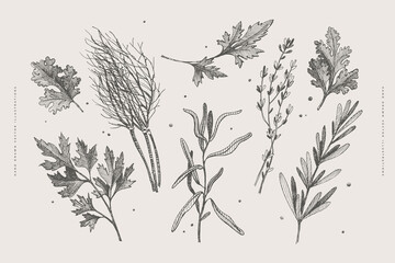 Hand-drawn set of herbs for cooking. Dill, thyme, parsley, rosemary, cilantro, tarragon on a light isolated background. Organic food concept. Vector illustration. - obrazy, fototapety, plakaty
