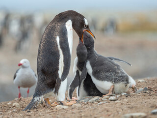Fototapeta premium Feeding of chick. Gentoo penguin on the Falkland Islands.