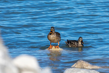 Bird. Banded mallard duck, hen on the edge of Lake Michigan