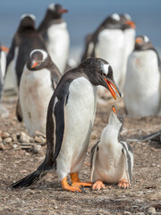 Feeding of chick. Gentoo penguin on the Falkland Islands.