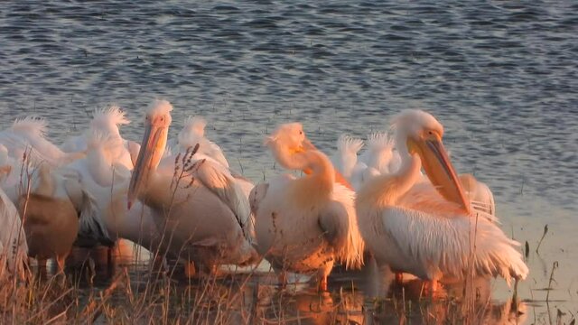 White pelican heron birds by the water.Pelicans  Pelecanidae bird animal wild wildlife birding ornithology winged wing beak documentary film footage frigatebird cormorant tropicbird beautiful best 4K