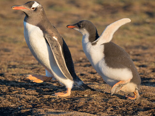 Chick chasing parent, parent running away to increase the endurance of the chicks. Gentoo penguin on the Falkland Islands.