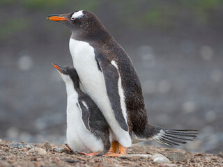 Fototapeta premium Parent with chick. Gentoo penguin on the Falkland Islands.