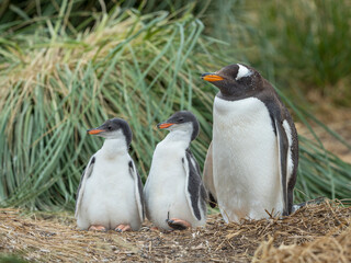 Parent with chick. Gentoo penguin on the Falkland Islands.
