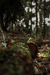 Fototapeta premium moss covered tree