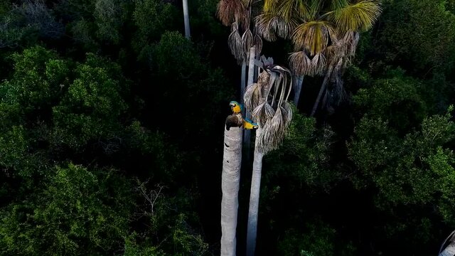 ARARA CANIND&Eacute; p&aacute;ssaro do cerrado brasileiro TAKE 04
protegendo ninho em tronco de buritizeiro