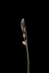 Dried dead bells flower isolated on black background. Sample of a flower in oriental style with pastel colors.