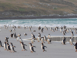 Gentoo penguin on a sandy beach in the Falkland Islands in January.