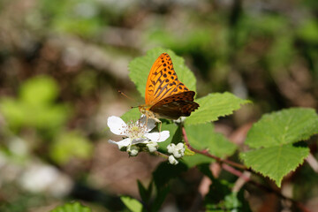A Silver-washed Fritillary nectaring on Bramble flower.