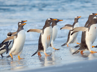 Gentoo penguin close to the sea on a beach in the Falkland Islands in January.