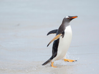 Gentoo penguin coming ashore on a sandy beach in the Falkland Islands in January.