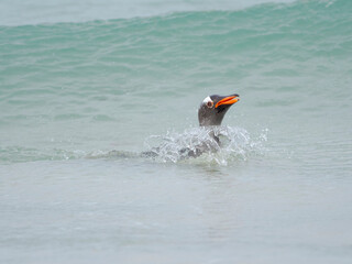Gentoo penguin coming ashore on a sandy beach in the Falkland Islands in January.