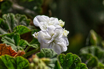 white flower in the garden
