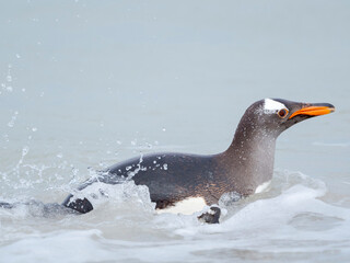 Obraz premium Gentoo penguin coming ashore on a sandy beach in the Falkland Islands in January.