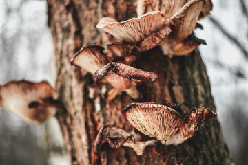 Mushrooms on the tree