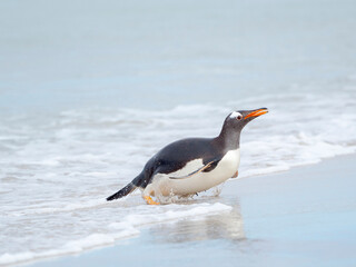 Gentoo penguin coming ashore on a sandy beach in the Falkland Islands in January.